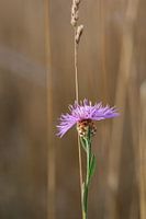 Colour in the grey drought