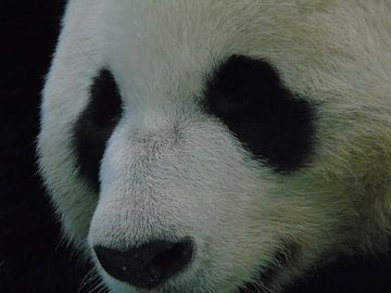 Panda van Kimberley Hilgerdenaar