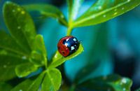Coccinelle