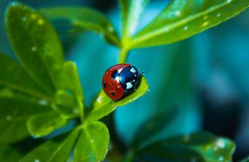 Lieveheersbeestje (ladybug) van DutchRosephotography