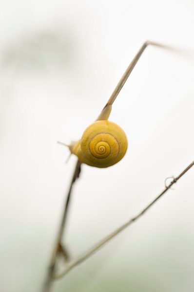 Slak Slakje met schelp, klein lief en geel, vastgeklampt aan een gras stengel. van John Quendag
