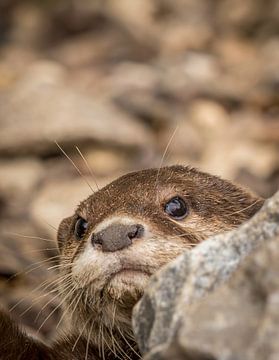 Un bébé loutre curieux joue à cache-cache derrière un rocher. sur Wildlife Designs