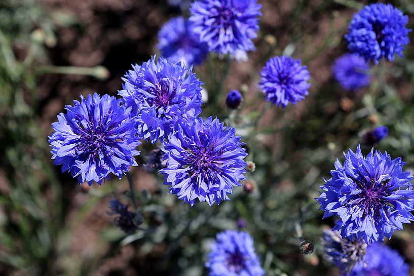 Kornblumen von Karina Gebert