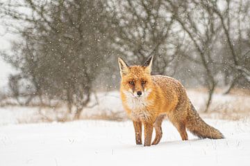 Fuchs im Schnee von rik janse