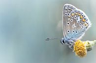 Komposition in Gelb und Blau .... (Butterfly, Blau, Sommer) von Bob Daalder Miniaturansicht