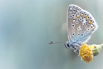 Composition in Yellow and Blue.... (Summer, Butterfly, blue) by Bob Daalder