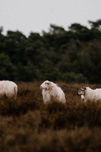 Heath sheep