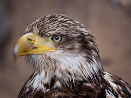 Jonge Amerikaanse Zeearend sur Beeld Creaties Ed Steenhoek | Photographie et images artificielles