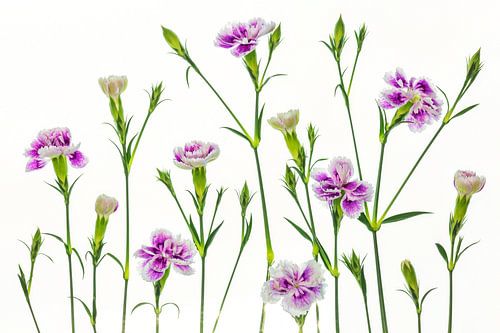 Oeillets (Dianthus) sur fond blanc