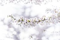 White Japanese cherry