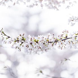 Cerisier japonais blanc sur Patrick Verheij