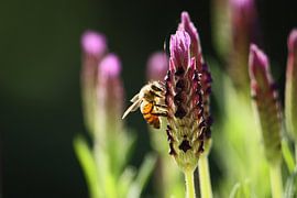 lavendula - III by Meleah Fotografie