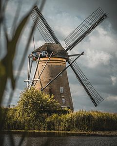 Framed by the Reeds – Kinderdijk