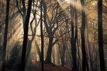 Baum des Lichts von Edwin Mooijaart