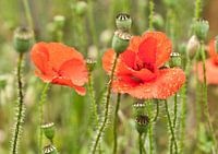 Mohnblume