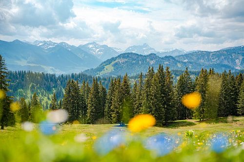 Uitzicht met paardenbloem op de Allgäuer Alpen en het Kleinwalsertal
