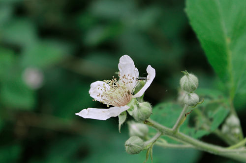 Brombeerblümchen