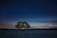 The enlighted tree by Bart Verbrugge thumbnail