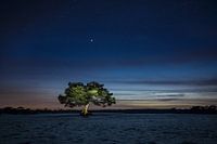 The enlighted tree