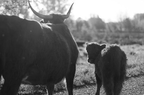 Schotse Hooglander en kalfje