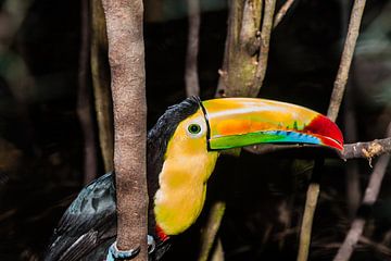 Close-up van een regenboogtoekan in Panama van Jan Schneckenhaus