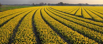 bollenveld geel  sur Barend Koper