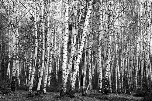 Birch Grove