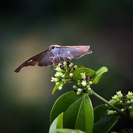 Verfijnde vlinder op een tropische groene stengel van Frank Photos