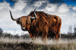 Highlander-Kuh aus Schottland auf freiem Feld von Atelier Liesjes