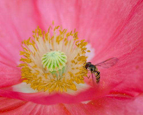 Zweefvliegje op een roze wolk sur Bernadette Soemers