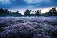 Heideveld im Gut Den Treek-Henschoten von Dannis van der Heiden Miniaturansicht