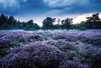 Les landes de Den Treek-Henschoten