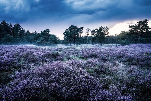 Heathland in Den Treek-Henschoten