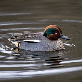 Wintertaling van Henk Zielstra