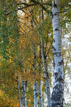 Herbstbirken