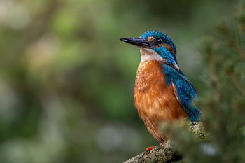 Le Diamant bleu