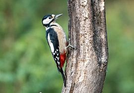 De Grote bonte specht van Merijn Loch