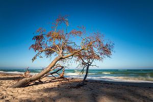 Der Weststrand auf dem Fischland-Darß