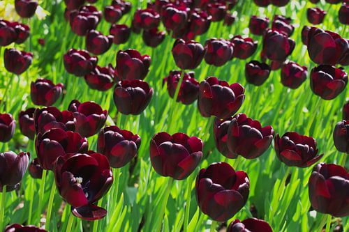 Dutch Black Tulips in the Keukenhof in LIsse