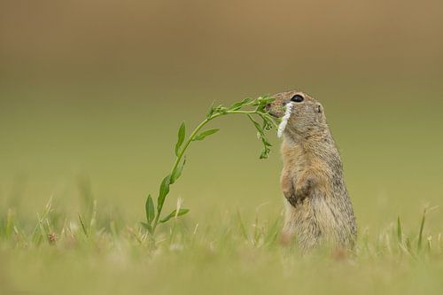 Ziesel