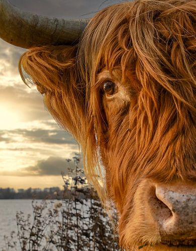 Close-up Schotse Hooglander