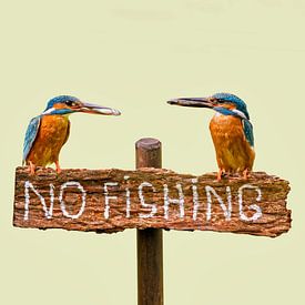 Martins-pêcheurs avec du poisson sur un panneau 