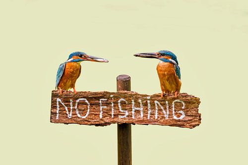 IJsvogels met vis op 'no fishing' bordje