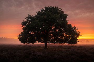 Zonsopkomst met Boom en Mist van Zwoele Plaatjes