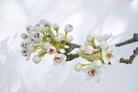 Bradford Pear Blossom on White by Iris Holzer Richardson thumbnail