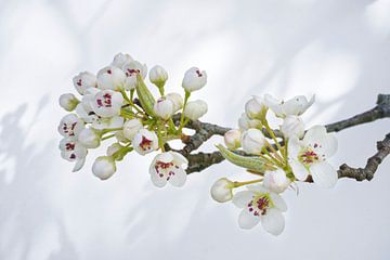 Bradford-Birnenblüte auf Weiß von Iris Holzer Richardson