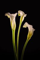 Callas 3 in colour