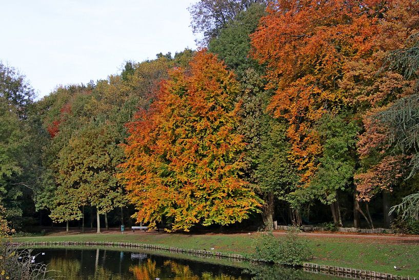 L'automne dans le parc de Grimbergen par eddy Peelman