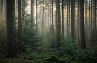 Prachtig mooie sfeer in het bos