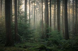 Wonderful atmosphere in the forest